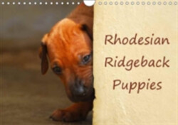 Rhodesian Ridgeback Puppies 2018