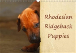 Rhodesian Ridgeback Puppies 2018