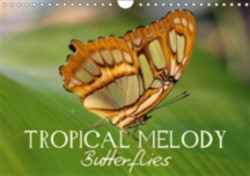 Tropical Melody Butterflies 2018