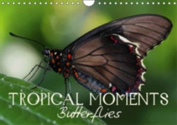 Tropical Moments Butterflies 2018