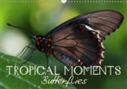 Tropical Moments Butterflies 2018