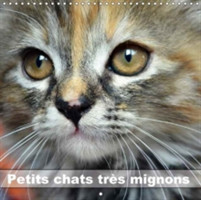 Petits Chats Tres Mignons 2018