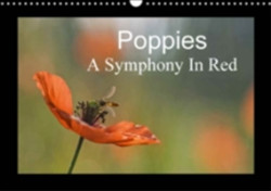 Poppies A Symphony in Red 2018