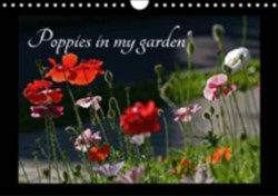 Poppies in My Garden 2018