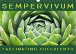 Sempervivum Fascinating Succulents 2018