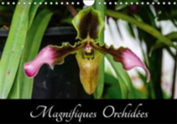 Magnifiques Orchidees 2018