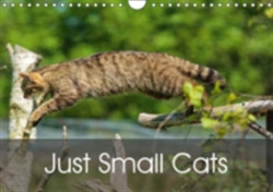 Just Small Cats 2018