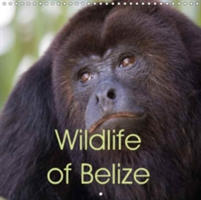 Wildlife of Belize 2018