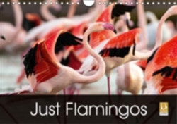 Just Flamingos 2018