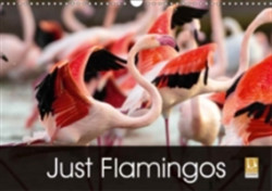 Just Flamingos 2018