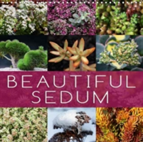 Beautiful Sedum 2018