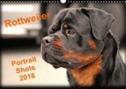 Rottweiler Portait Shots 2018 2018