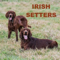 Irish Setters 2018