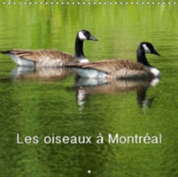 Oiseaux a Montreal 2018