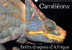 Cameleons - Petits Dragons D'afrique. 2018