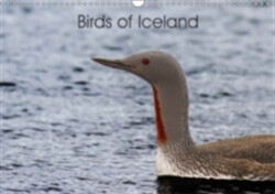 Birds of Iceland 2018