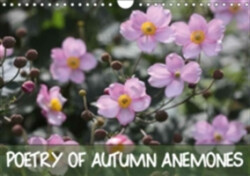 Poetry of Autumn Anemones 2018