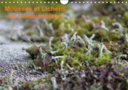 Mousses Et Lichens De Fontainebleau 2018