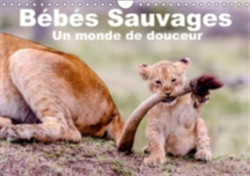 Bebes Sauvages - Un Monde De Douceur 2018