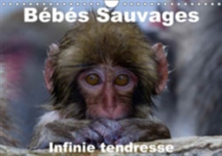 Bebes Sauvages - Infinie Tendresse 2018