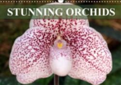 Stunning Orchids 2018