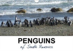 Penguins of South America 2018
