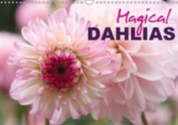 Magical Dahlias 2018