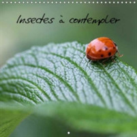 Insectes a Contempler 2018