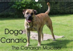 Dogo Canario, the Canarian Molosser 2018