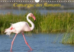 Camargue Des Flamants 2018