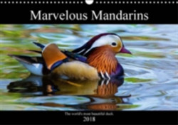 Marvellous Mandarins 2018