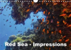 Red Sea - Impressions 2018