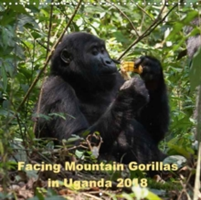 Facing Mountain Gorillas in Uganda 2018