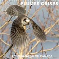Plumes Grises - Le Mesangeai Du Canada 2018