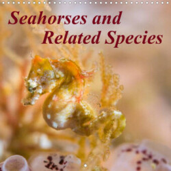 Seahorses and Related Species (Wall Calendar 2023 300 × 300 mm Square)