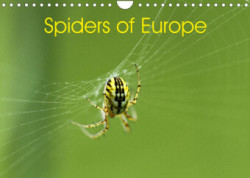 Spiders of Europe (Wall Calendar 2023 DIN A4 Landscape)