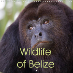 Wildlife of Belize (Wall Calendar 2023 300 × 300 mm Square)