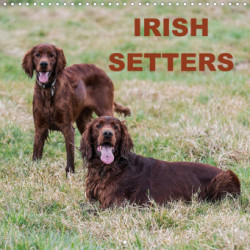 Irish Setters (Wall Calendar 2023 300 × 300 mm Square)