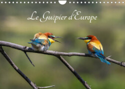 Le Guêpier d'Europe - Merops Apiaster (Calendrier mural 2023 DIN A4 horizontal)