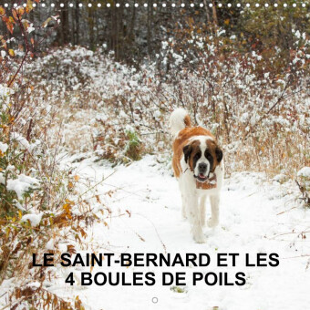 LE SAINT-BERNARD ET LES 4 BOULES DE POILS (Calendrier mural 2023 300 × 300 mm Square)