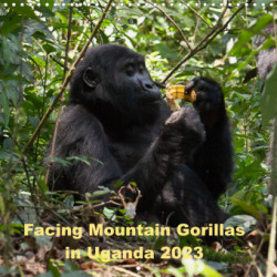 Facing Mountain Gorillas in Uganda (Wall Calendar 2023 300 × 300 mm Square)