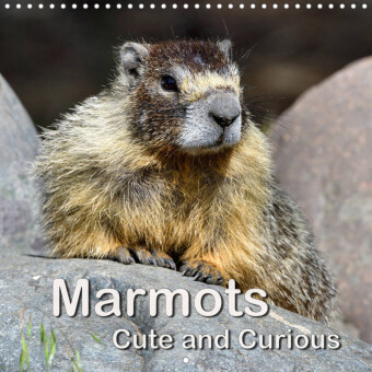 Marmots - Cute and Curious (Wall Calendar 2023 300 × 300 mm Square)