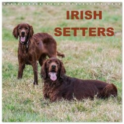 Irish Setters (Wall Calendar 2025 12 × 12 Inch) CALVENDO 12 Month Wall Calendar