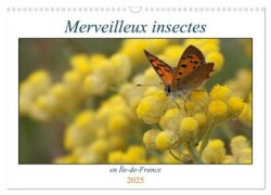 Merveilleux insectes en Île-de-France (Calendrier mural 2025 DIN A3 vertical), CALVENDO calendrier mensuel