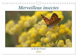 Merveilleux insectes en Île-de-France (Calendrier mural 2025 DIN A4 vertical), CALVENDO calendrier mensuel