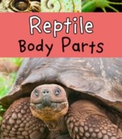 Reptile Body Parts