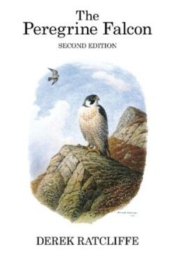 Peregrine Falcon