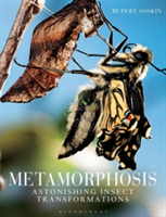 Metamorphosis : Astonishing Insect Transformations
