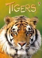 Usborne Beginners Tigers