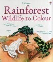 RAINFOREST WILDLIFETO COLOUR